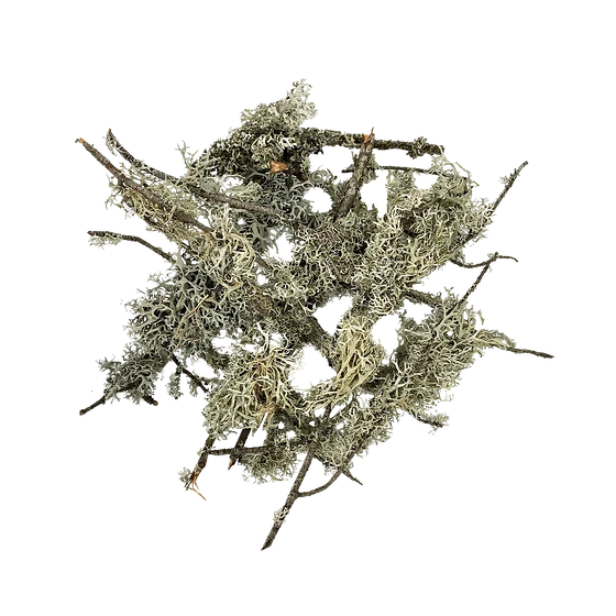 WIO Lichen Branches