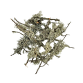 WIO Lichen Branches