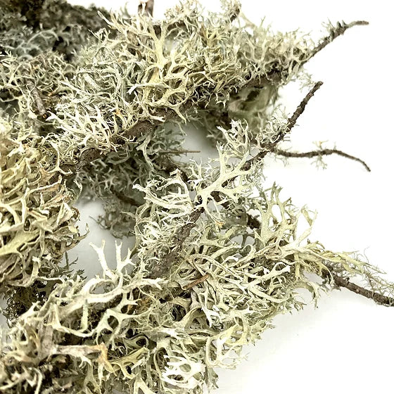 WIO Lichen Branches