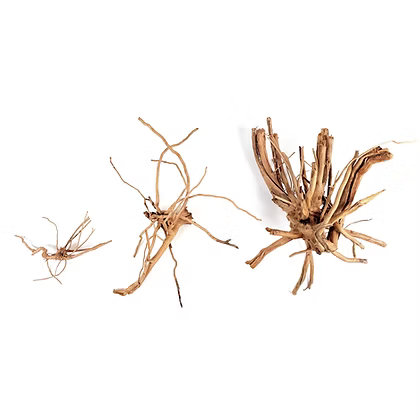 WIO Wood - Blondspider