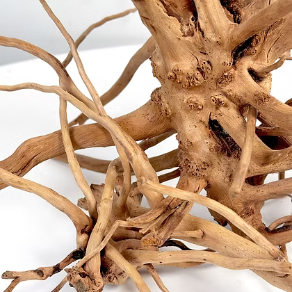 WIO Wood - Blondspider