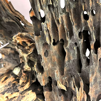 WIO Wood - Dragonscale