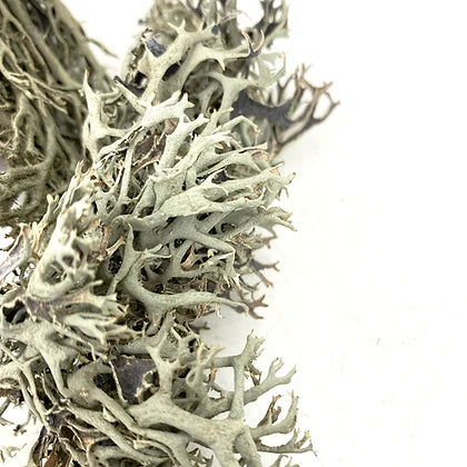 WIO Lichen Bits