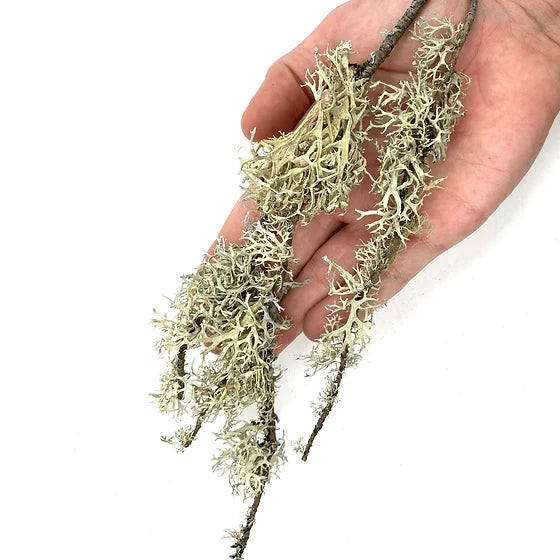 WIO Lichen Branches