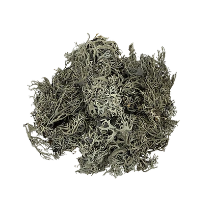 WIO Lichen Bits