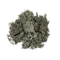 WIO Lichen Bits