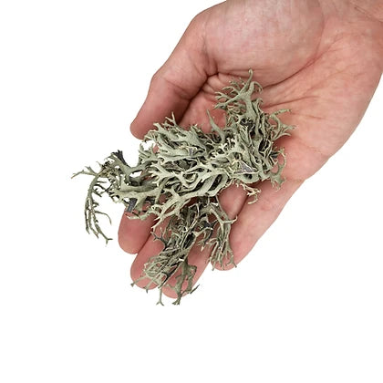 WIO Lichen Bits