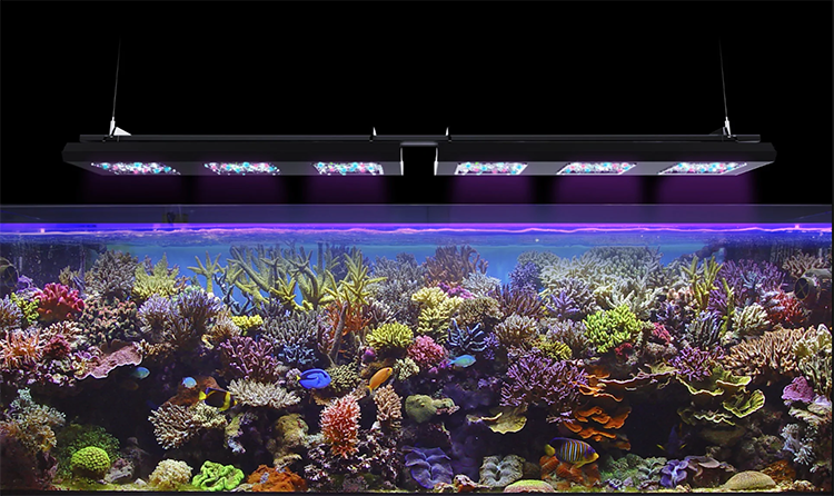 Reef Factory Reef Flare Pro Blue 65W (Black) Small