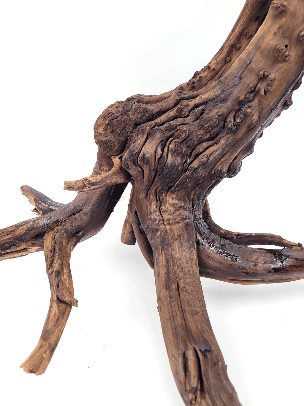 WIO Arboretum Bonsai