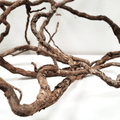 WIO Roots-Elder