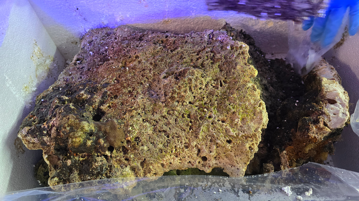 Fiji Shelf Live Rock - Cured 10lb Box