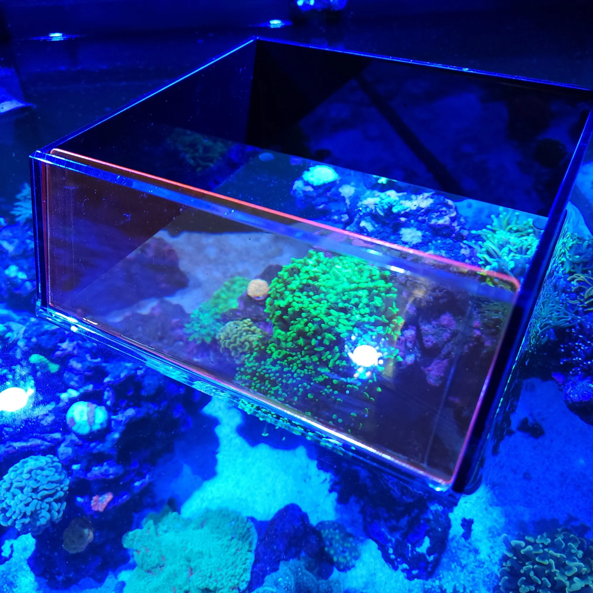 Flipper Top Down Viewer 8"