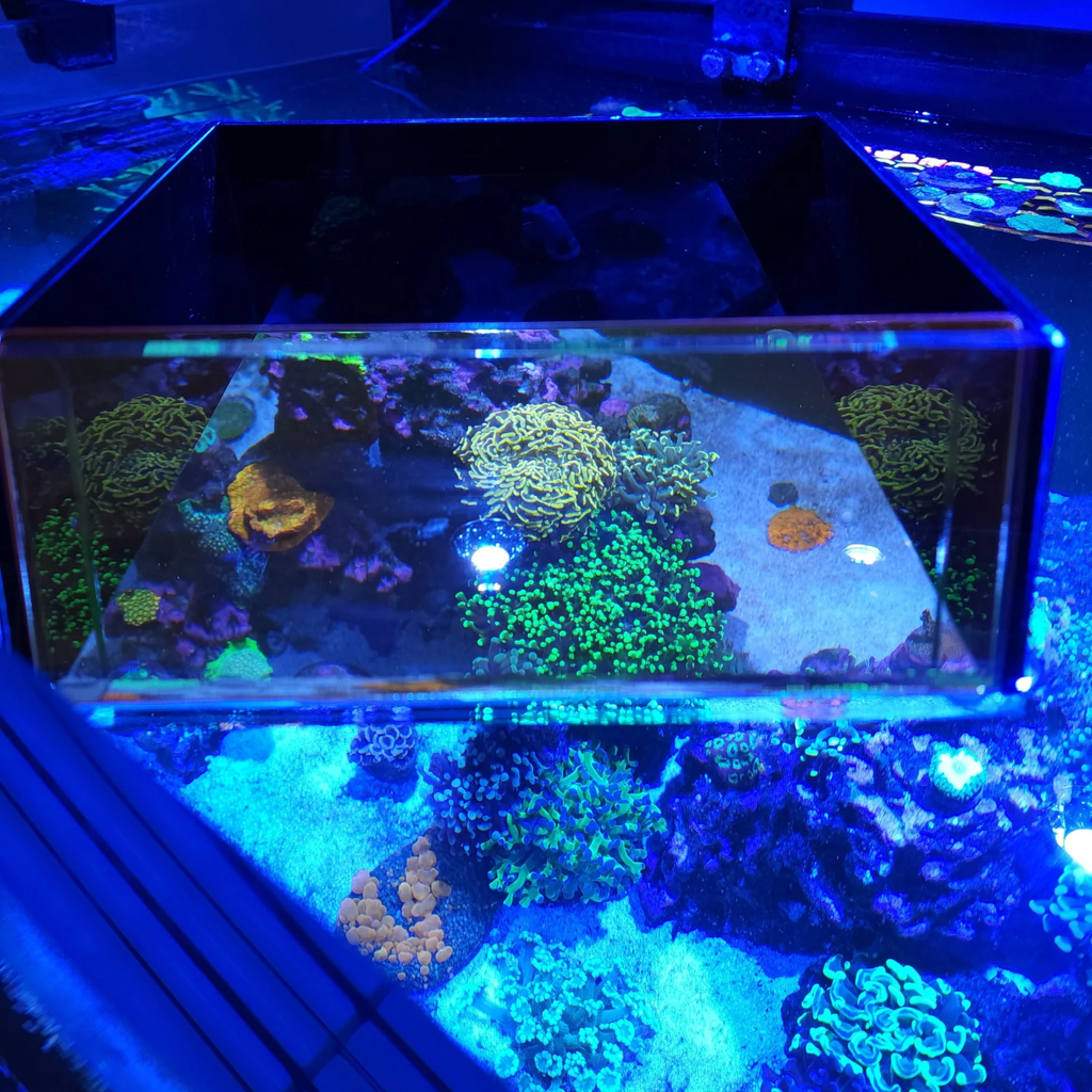 Flipper Top Down Viewer 8"