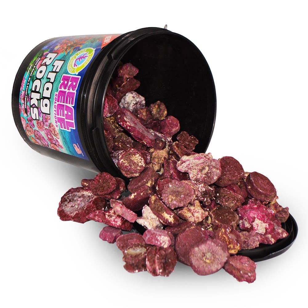 Real Reef Frag Rock Bucket - 100 pcs