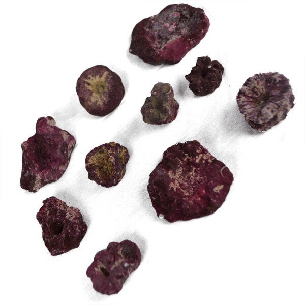 Real Reef Frag Rock Bucket - 100 pcs