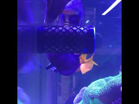 Nori Nibbler Large Blue