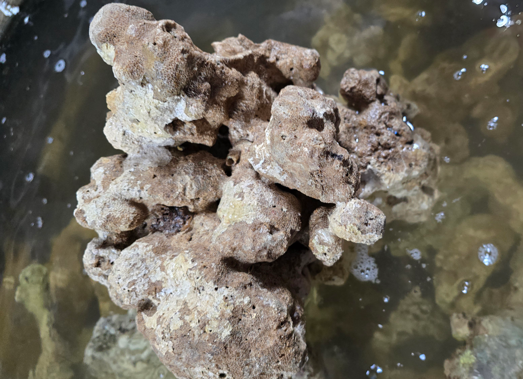 Indo Live Rock - Cured 10lb Box