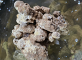 Indo Live Rock - Cured 10lb Box