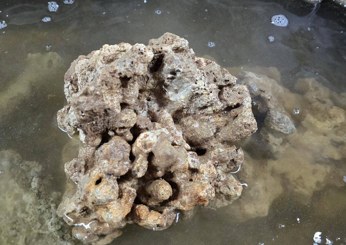 Indo Live Rock - Cured 10lb Box