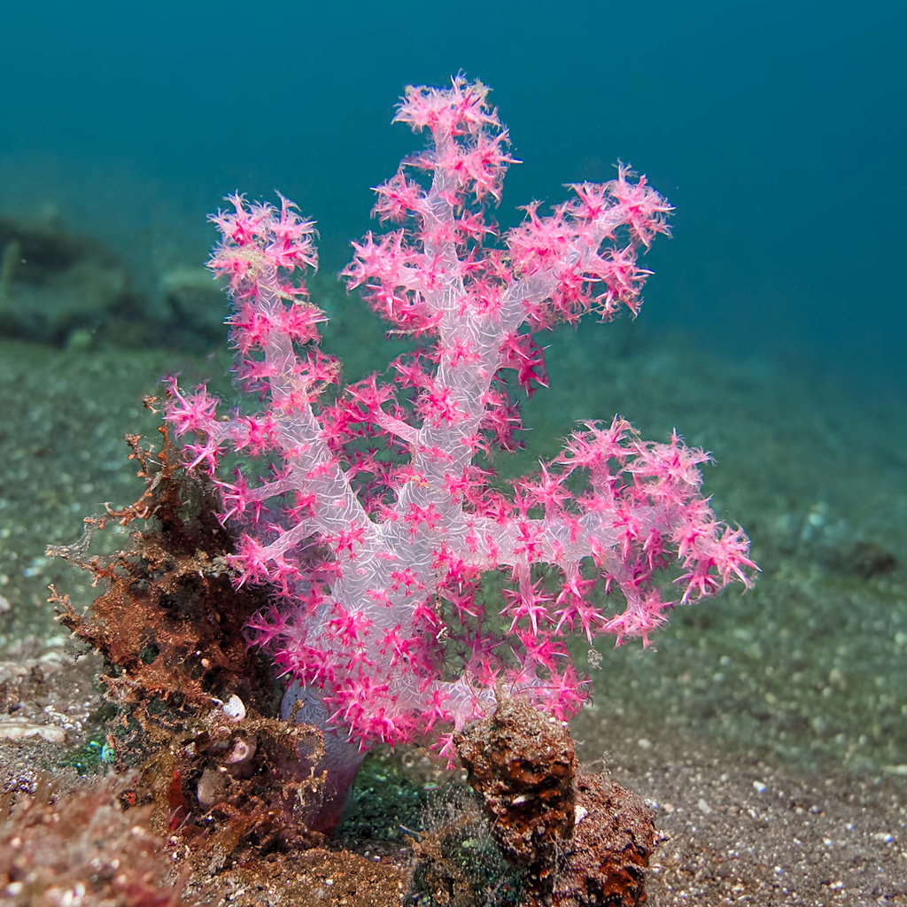 Octocoral Finder