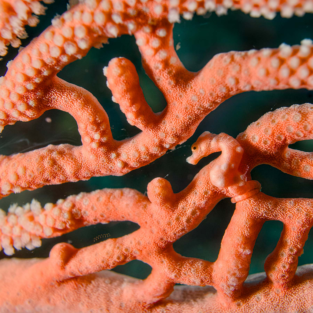 Octocoral Finder