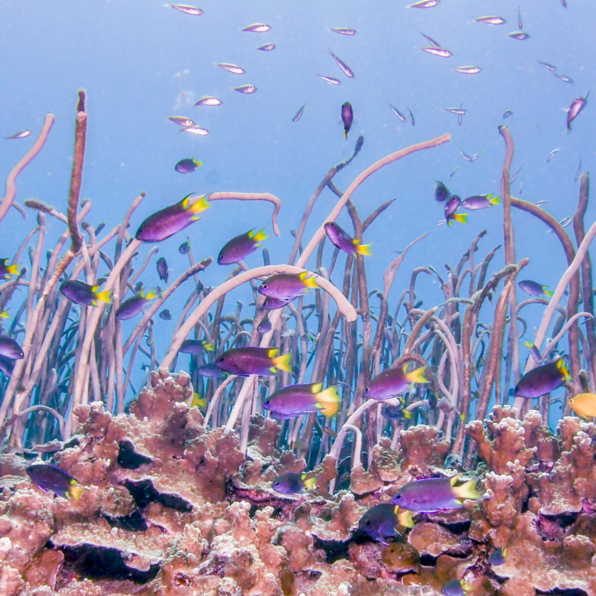 Octocoral Finder