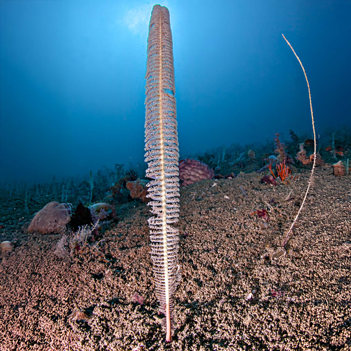 Octocoral Finder