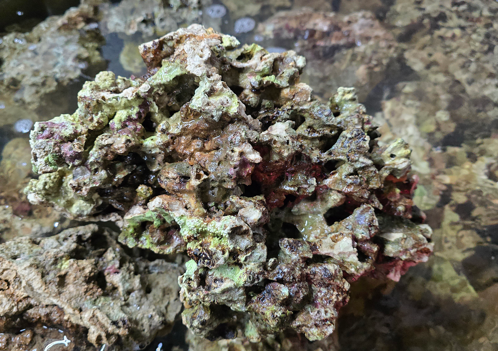 Fiji Pukani Live Rock - Cured 10lb Box