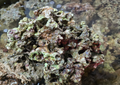 Fiji Pukani Live Rock - Cured 10lb Box
