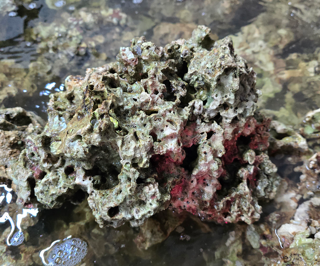 Fiji Pukani Live Rock - Cured 10lb Box