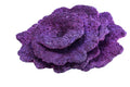 Real Reef Rock - Scroll Plate Coral 10 pcs