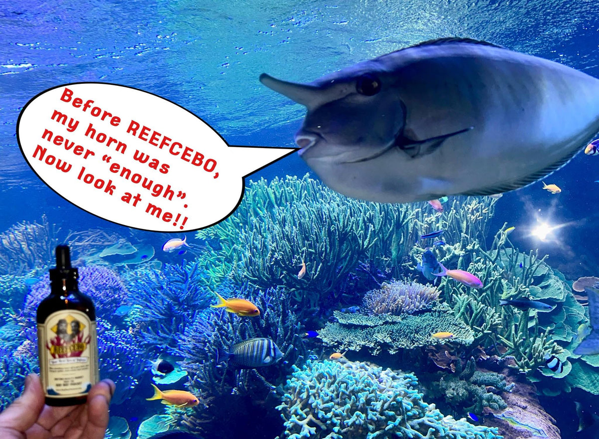 Reefcebo