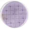 Nu-Clear Media Grid