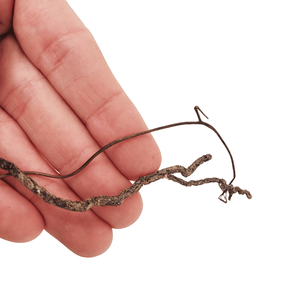 WIO Roots-Mini